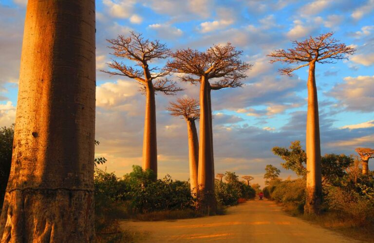 madagaskar-pulau-unik-dengan-keanekaragaman-hayati-yang-menakjubkan