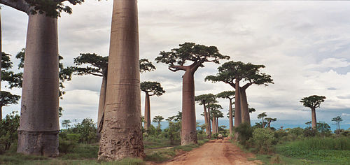 madagaskar-pulau-eksotis-dan-keanekaragaman-hayatinya