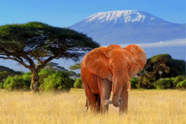 tanzania-negara-di-afrika-timur-yang-kaya-budaya-dan-alam