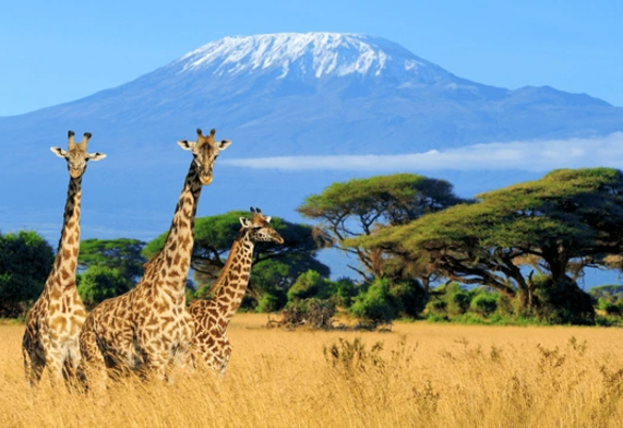 negara-afrika-selatan-sejarah-budaya-dan-keunikan-alam